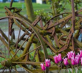 the skagit valley tulip festival tulip town follow the rainbow, gardening