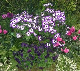 pics from 2013 southeastern flower show in atlanta, flowers, gardening