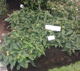 pics from 2013 southeastern flower show in atlanta, flowers, gardening, Davidii Viburnum