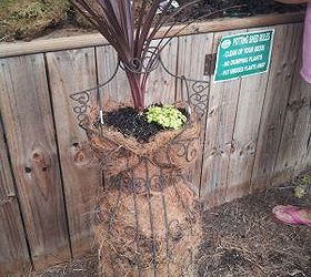 garden diva chick, flowers, gardening, succulents, lined the inside with coconut fiber to hold the dirt the cordyline plant was added to the head area