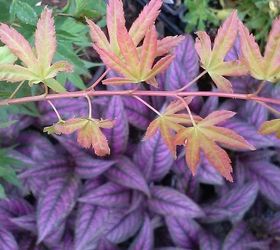 my love affair, gardening, Kotobuki