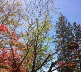 japanese maple this year not doing well, gardening, landscape