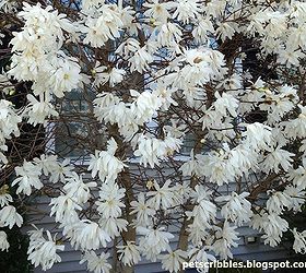 our first round of spring blooms in our gardens, gardening, A close up of our Star Magnolia blooms Love this tree but it s only in full bloom for about 5 days