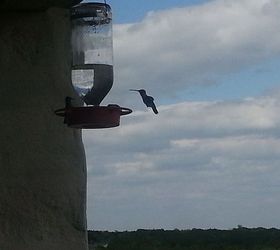 update on my first spring garden, container gardening, flowers, gardening, I love the hummingbirds