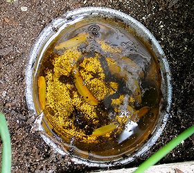 did the slugs snails enjoy eating up your garden last summer, container gardening, gardening, I got over 50 slugs in each container and I only needed to do this two nights Then they were completely gone I knew that if other slugs appeared I could repeat the process