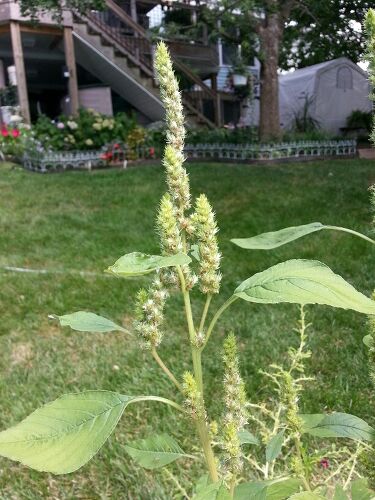 what looks like it should be flowers, but no flowers