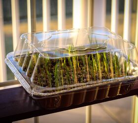 How to Grow Popcorn Shoots Hometalk