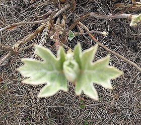 gardening at hibiscus house, flowers, gardening, hibiscus, hydrangea, this is the first budding of an Oak Leaf Hydrangea