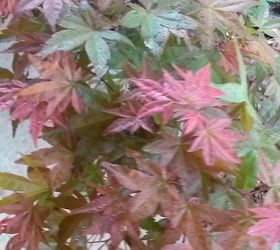 my love affair, gardening