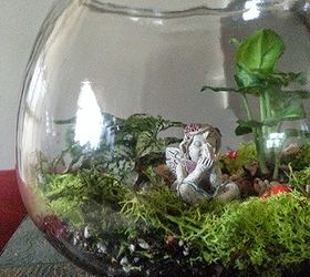 Very Humid Terrarium............mistake? Hometalk