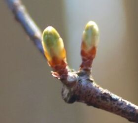 anticipating some blooms in my spring garden, flowers, gardening, Excited to see how this dawn redwood fills a vacant spot in the garden The dawn redwood is one of those evergreens that sheds its leaves in the winter