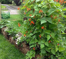 Following Up On Straw Bale Gardening, Gardening, More Shots Of The Garden In August Following Up On Straw Bale Gardening, Gardening, More Shots Of The Garden In August