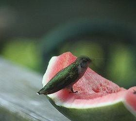 i m already looking foreword to summertime, pets animals