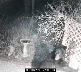 wildlife bear 2, pets animals