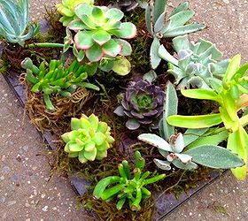 garden junk man style, container gardening, gardening, repurposing upcycling, succulents, Succulents in a muffin tin
