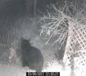 wildlife bear 2, pets animals