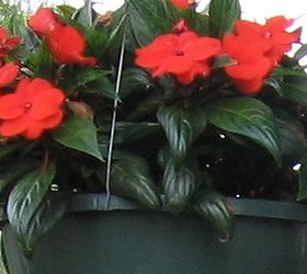 the impatien dilemma, flowers, gardening, New Guinea Impatien