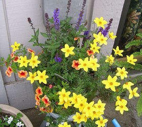 container gardening, container gardening, gardening