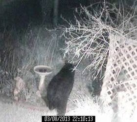 wildlife bear 2, pets animals