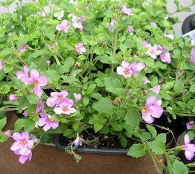 container gardening, container gardening, gardening