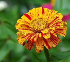 Zinnias in Bloom Hometalk