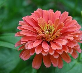 Zinnias in Bloom Hometalk