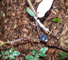 trying to graft my rose bush, gardening