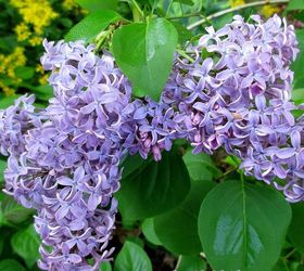 happy mother s day garden tour, gardening, Lilac from a start from Mom s bush