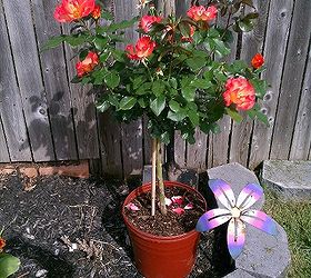 rose garden w 2 new playboy rose trees added amp few matching tulips, gardening