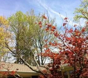 japanese maple this year not doing well, gardening, landscape