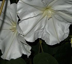itching for spring plant id contest, gardening, 10