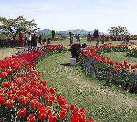 roozengaarde tulips, gardening, Poor guy is deadheading each spent Tulip