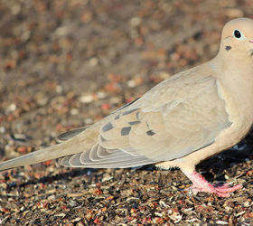 too many birds to count, pets animals, Mourning Dove