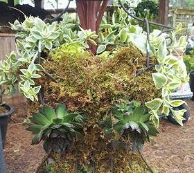 garden diva chick, flowers, gardening, succulents, Added succulent plants to fill her in using mostly Hens Chick plants