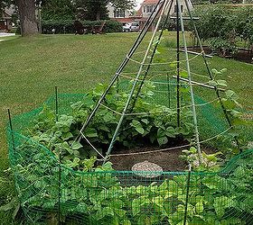 Following Up On Straw Bale Gardening, Gardening, Bean TeePee Looks Like We Need To Following Up On Straw Bale Gardening, Gardening, Bean TeePee Looks Like We Need To