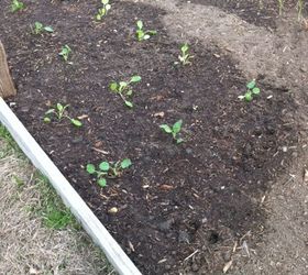 vegetable gardening, gardening, Sweet Peas and green beans 2 18 2013