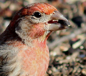 too many birds to count, pets animals, House Finch
