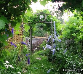 little city garden before and afters, flowers, gardening, perennials, ponds water features, raised garden beds, urban living, Year 4 This is the butternut vine area just two years later The delphiniums got so tall they spilled over in the rain
