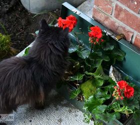 the hometalk meetup that loved on junk and africa, gardening, My sweet little sidekick Teddy helped me prepare some junky toolboxes Tip add some rocks sticks and moss to help enhance your planter boxes The smallest details add the biggest impact