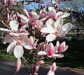 stunning magnolia in bloom, flowers, gardening, The profusion of blooms this year is spectacular