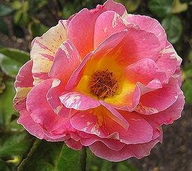 when you select your roses for valentine s day look at the shape of the flower buds, flowers, gardening