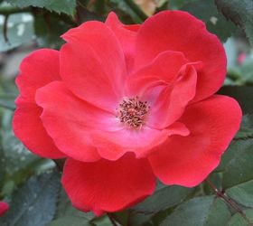 the warm winter in my part of the country has gardeners asking if it s time to prune, gardening