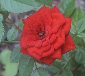 when you select your roses for valentine s day look at the shape of the flower buds, flowers, gardening