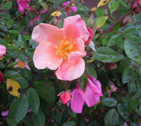 the warm winter in my part of the country has gardeners asking if it s time to prune, gardening