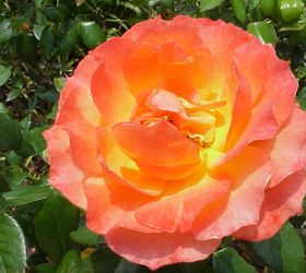 the warm winter in my part of the country has gardeners asking if it s time to prune, gardening