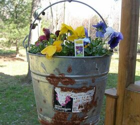 pics from my yard, gardening, outdoor living, Rusty gold Hanging from my potting shed