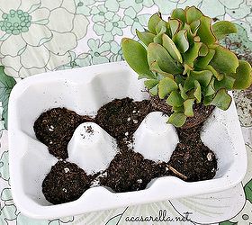 this easter hostess gift keeps on giving, gardening, succulents, Arrange your succulents Once planted there s no need to water Simply mist with a water bottle to keep moist