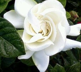 itching for spring plant id contest, gardening, 3