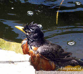 easy waterfall using a household item, gardening, ponds water features, repurposing upcycling, I have many repeat customers at The Royal Bath and Spa
