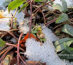 finally spring blooms, gardening, Hellebore buds peeking through the snow